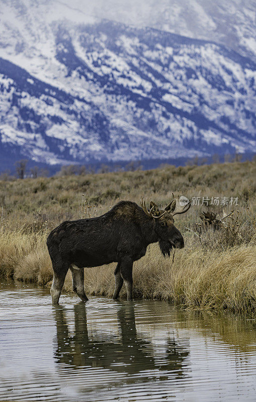 驼鹿(Alces Alces)是新世界鹿亚家族的成员，是鹿家族中现存最大和最重的物种。大提顿国家公园，怀俄明州。在一条小溪边吃边走。